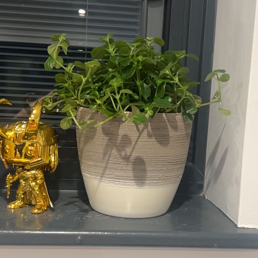 Photo of the plant species Pilea depressa 'Sao Paulo' by @HotshotPotato named Abel on Greg, the plant care app
