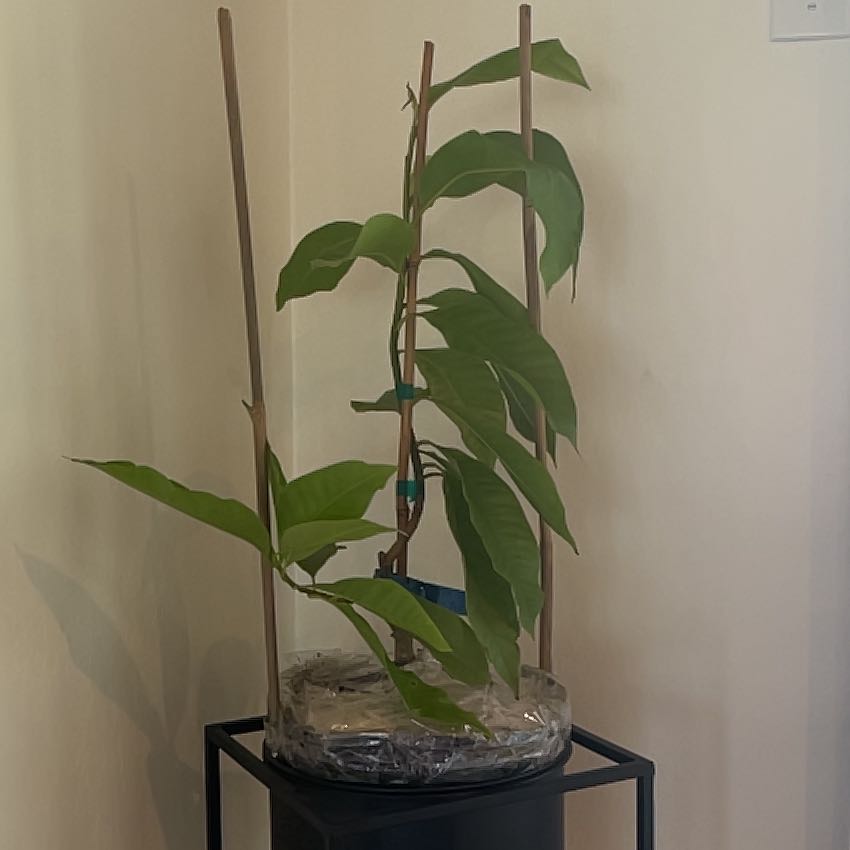 Photo of the plant species White Champaca by @FinestAristaloe named Figyonce on Greg, the plant care app