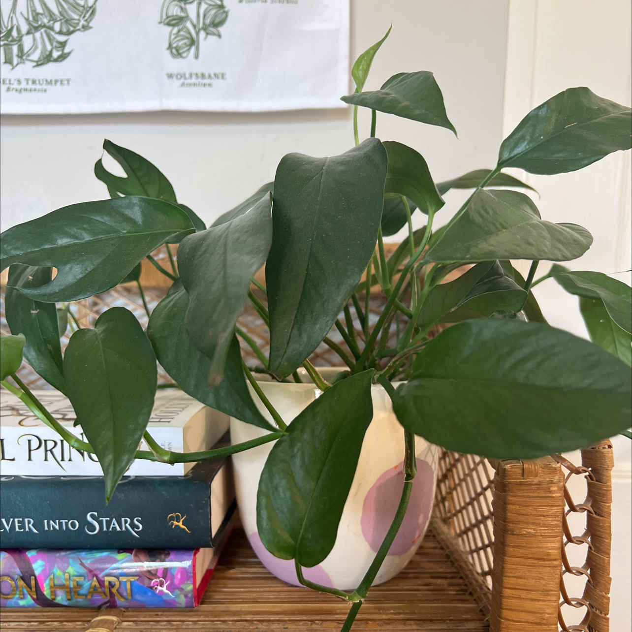 Healthy Baltic Blue Pothos plant in a decorative pot on a wicker chair with books beside it.
