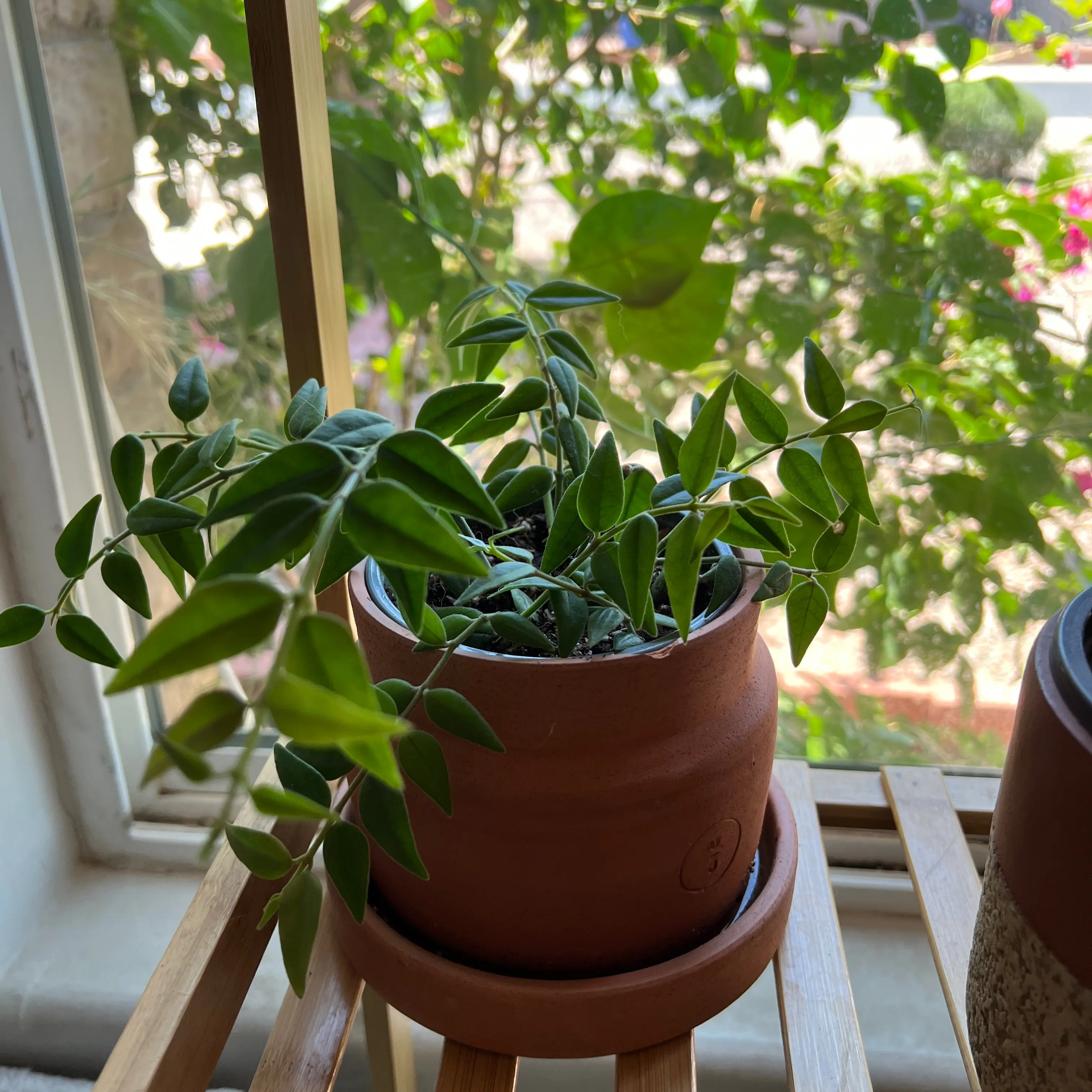Hoya Bella plant in a terracotta pot on a wooden shelf near a window.