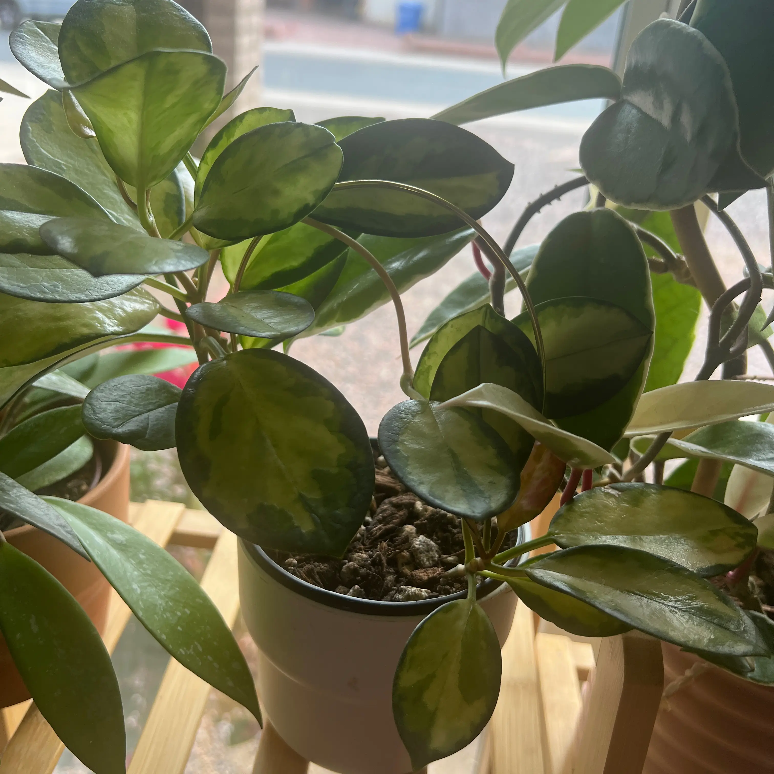 Hoya 'Lisa' plant with variegated leaves in a pot, appears healthy.