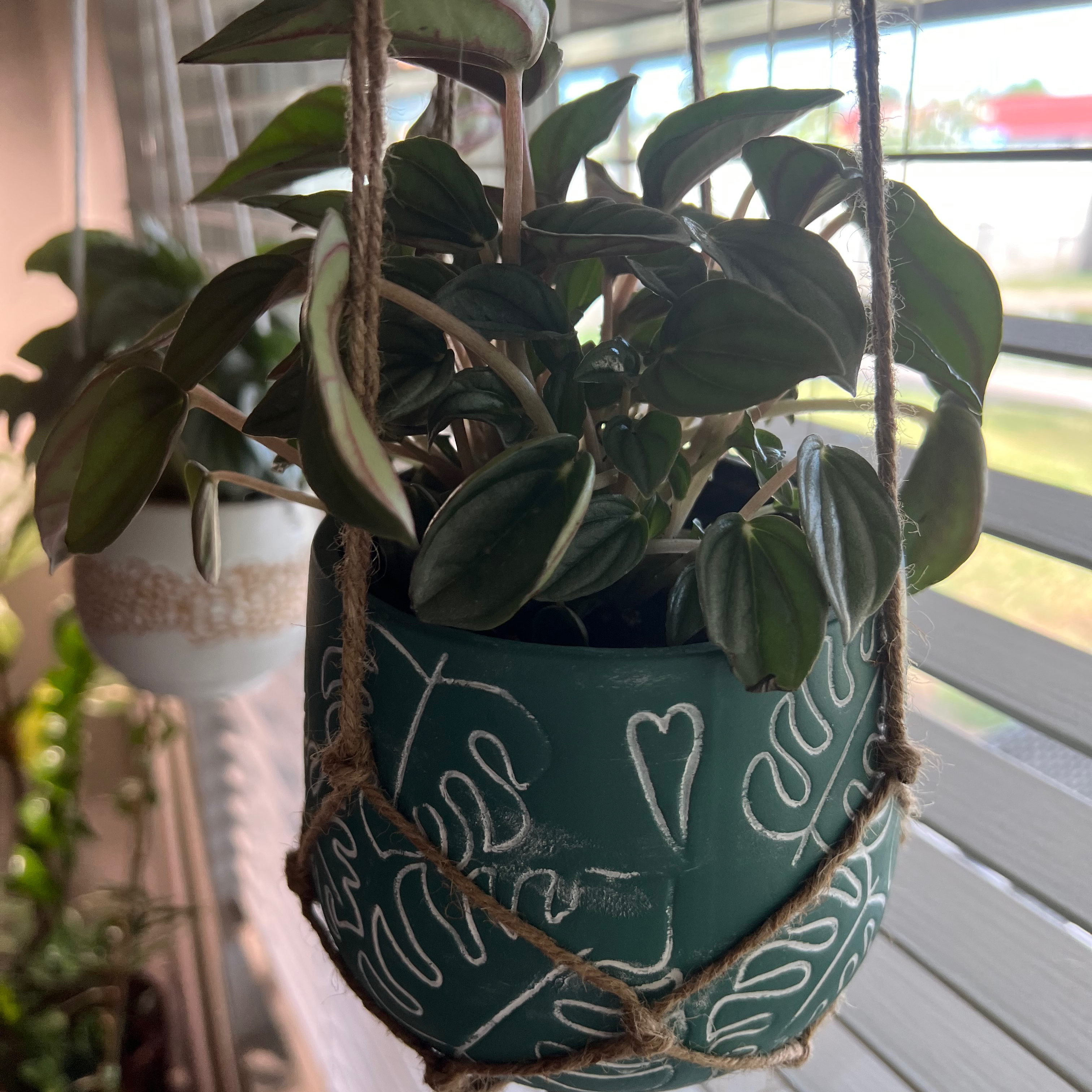 Peperomia 'Napoli Nights' plant in a decorative hanging pot with healthy leaves.