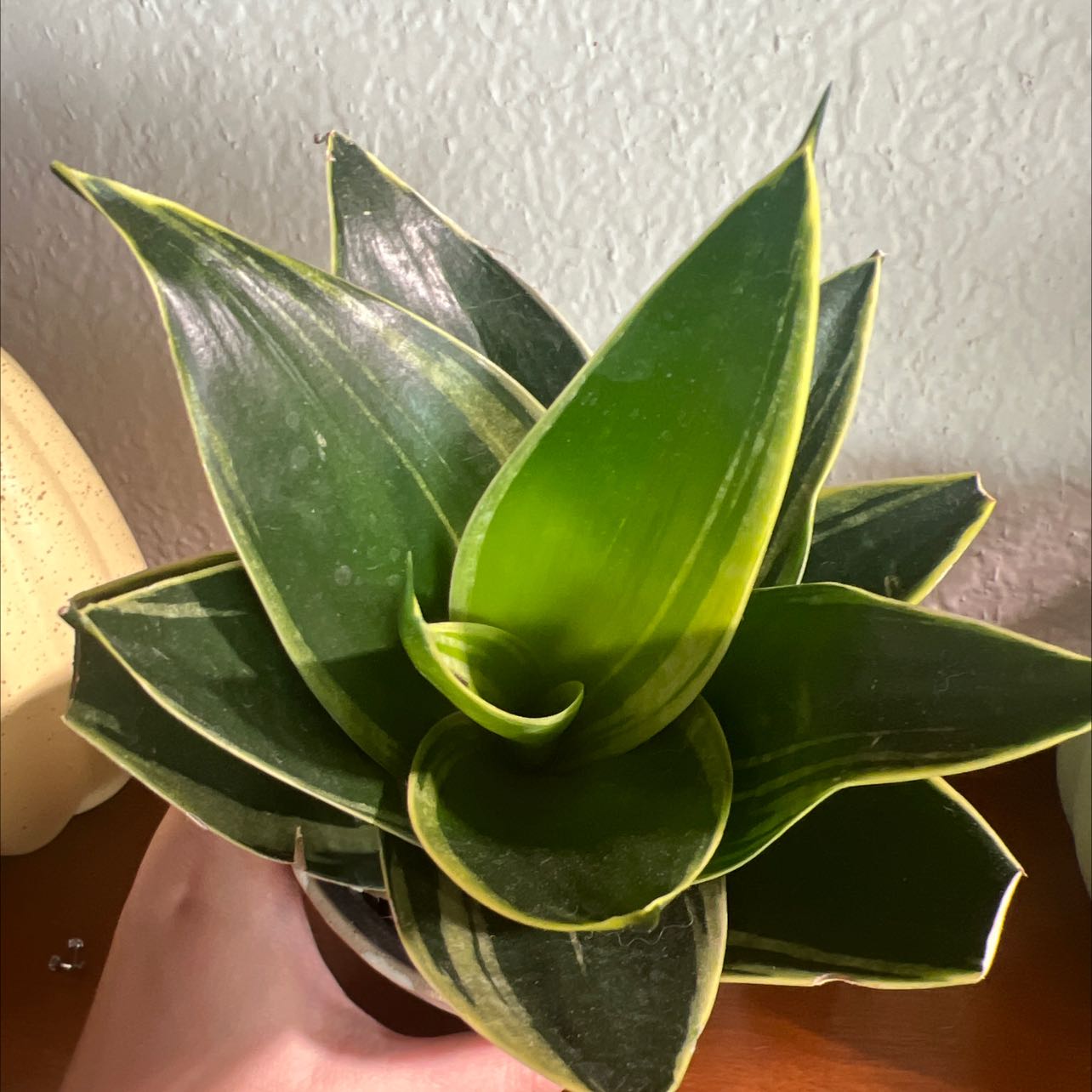 Bird's Nest Snake Plant with vibrant green leaves, held by a hand.