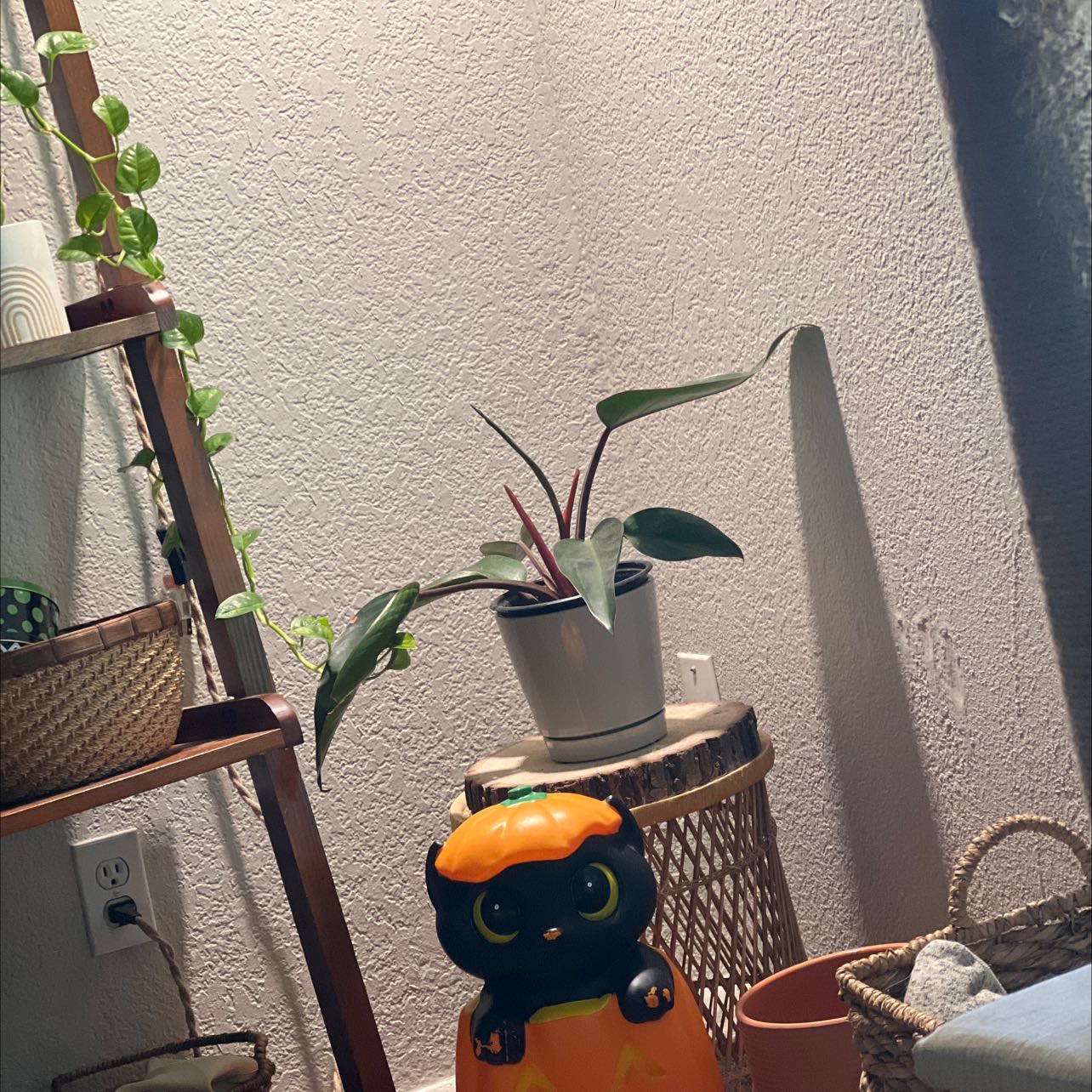 Philodendron 'Red Congo' plant on a wicker stand with a shelf and other items in the background.