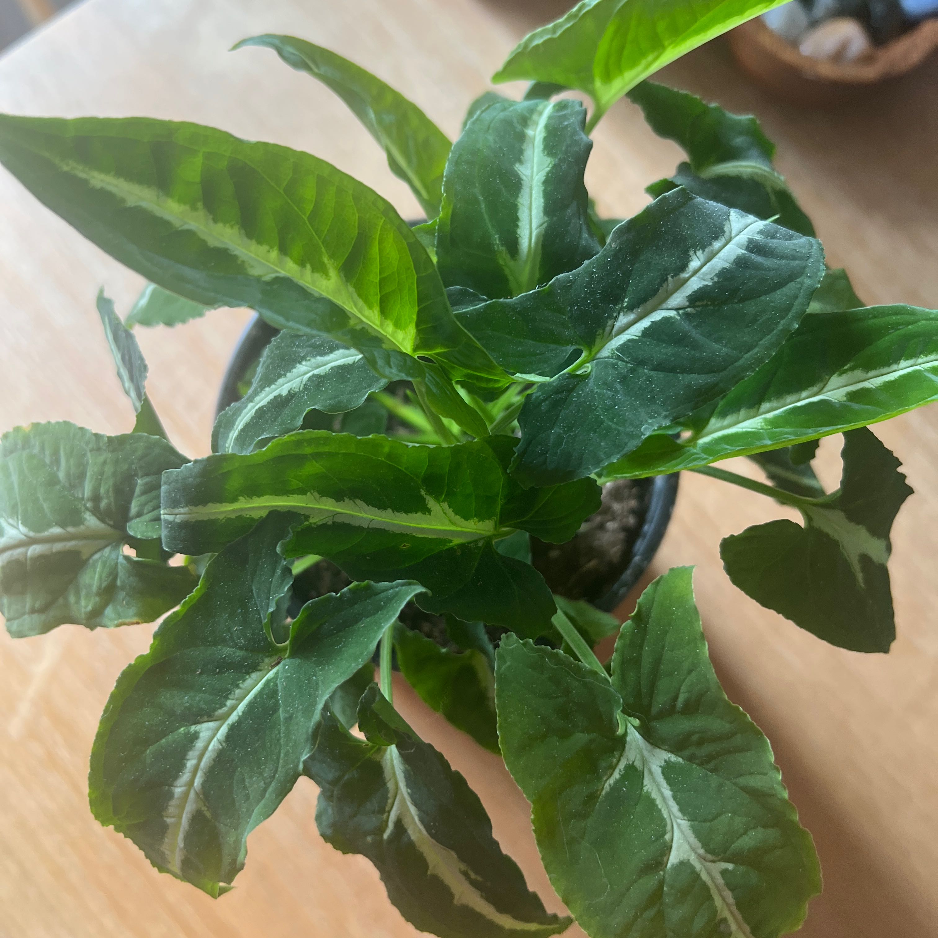 Syngonium wendlandii plant with vibrant green leaves and white veins in a pot.