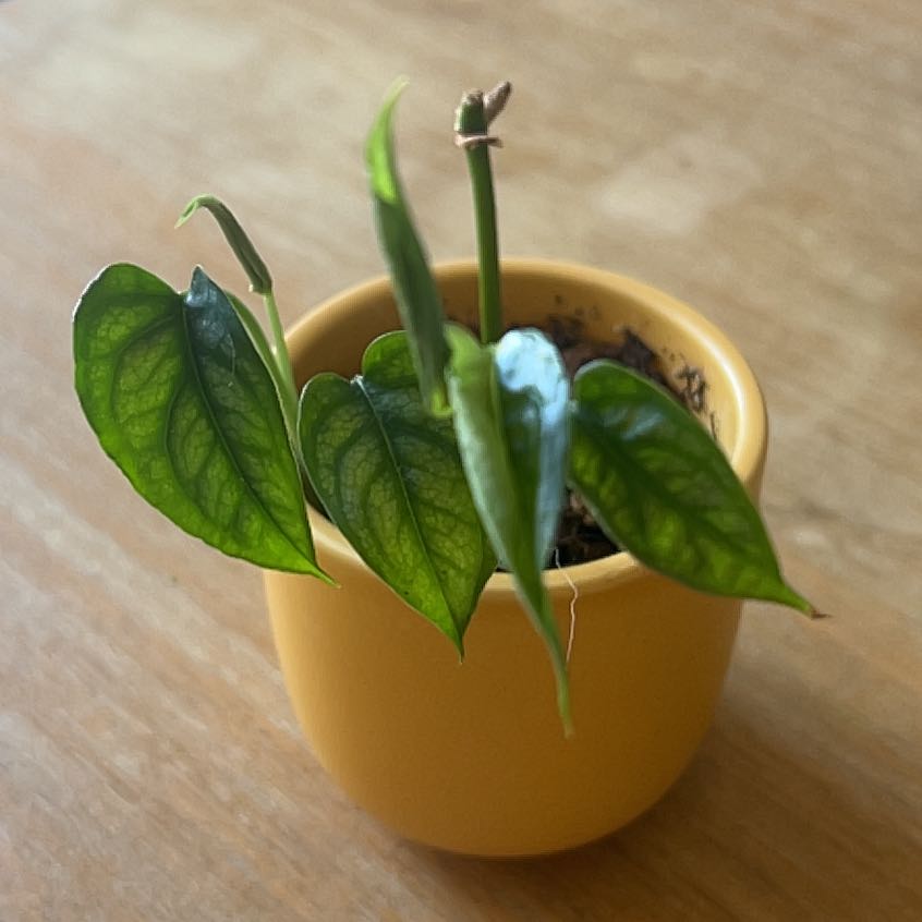 Monstera siltepecanna plant in a yellow pot with healthy green leaves.