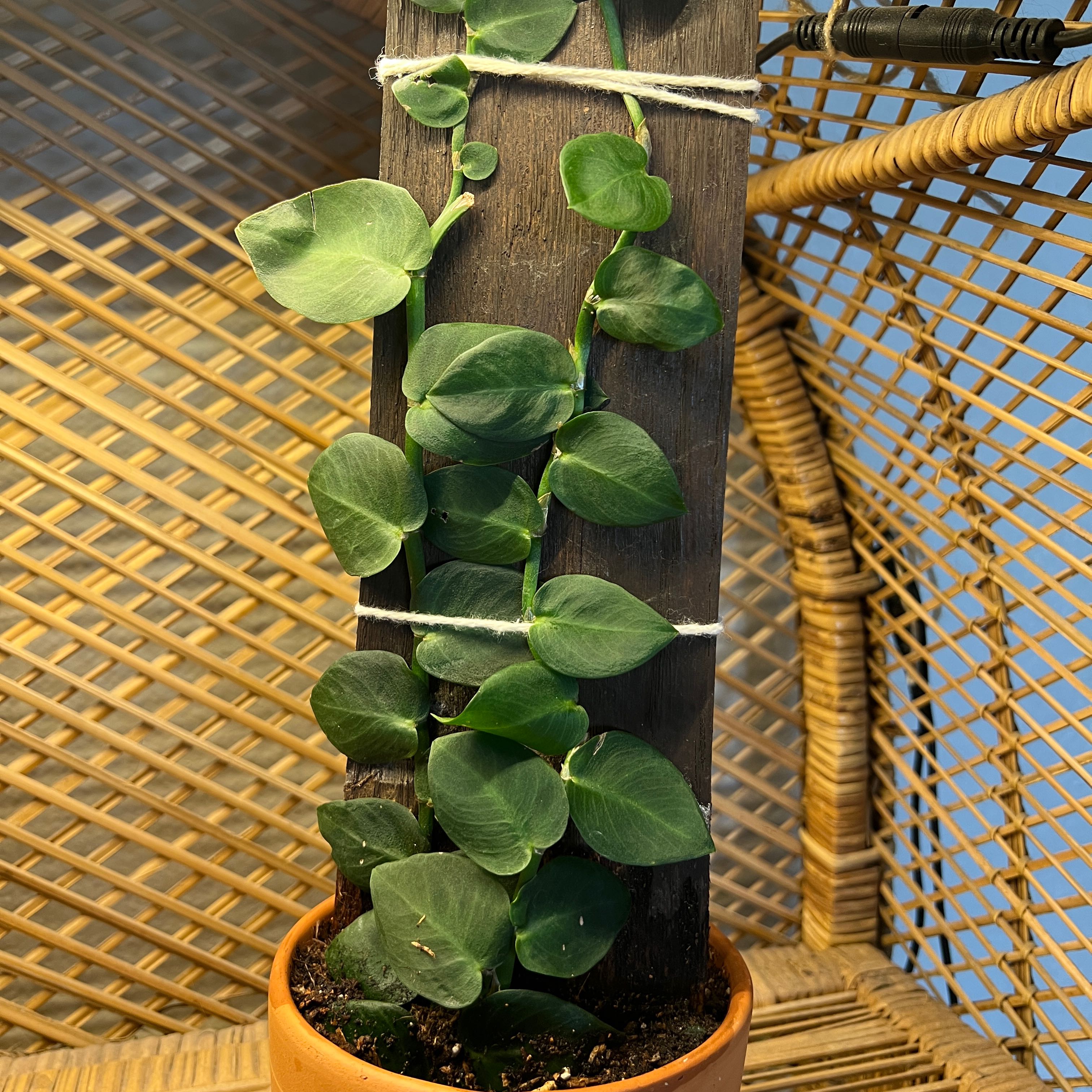 Rhaphidophora hayi plant climbing a wooden support in a pot, with a wicker chair in the background.