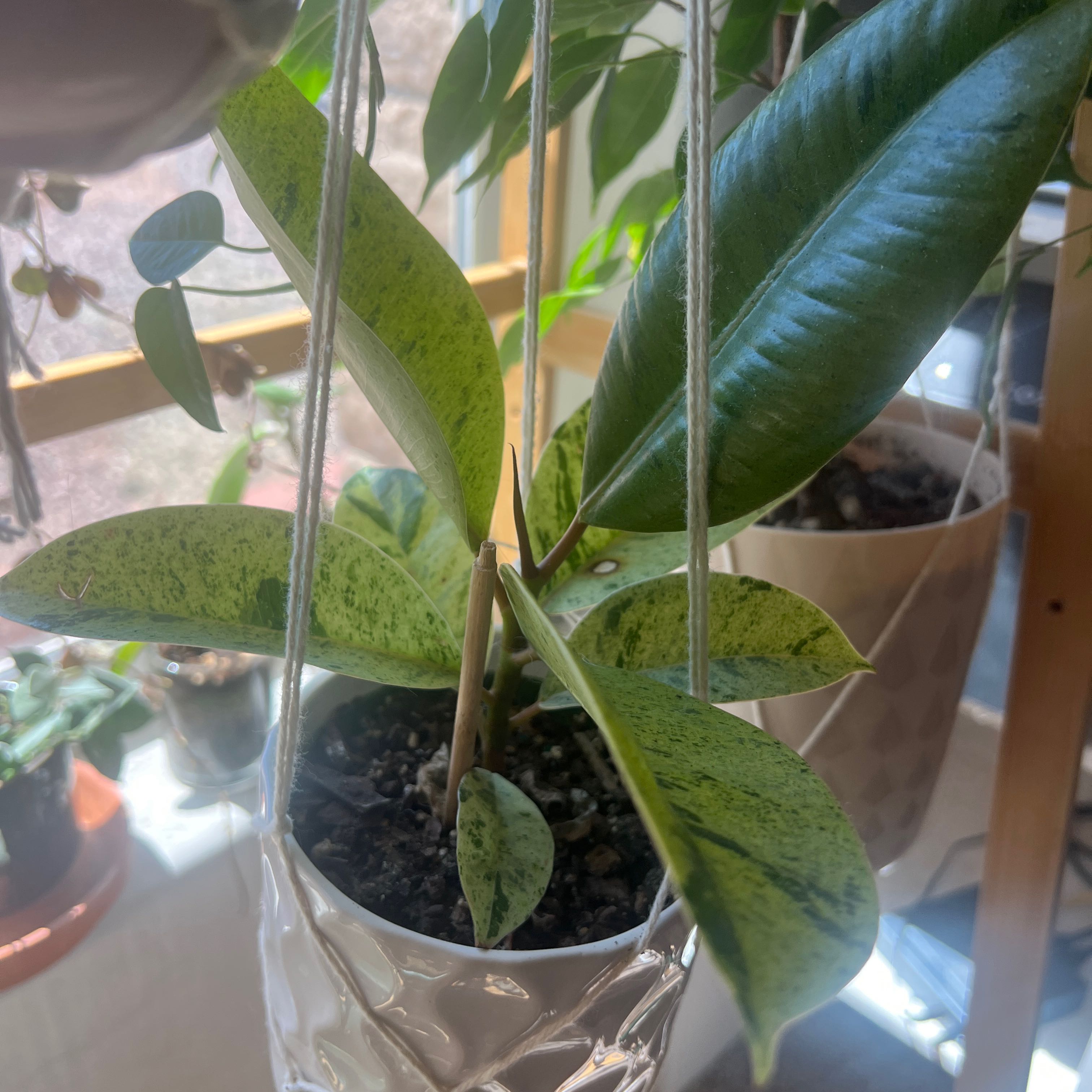 Ficus elastica 'Shivereana' plant in a hanging pot with some yellowing and browning leaves.