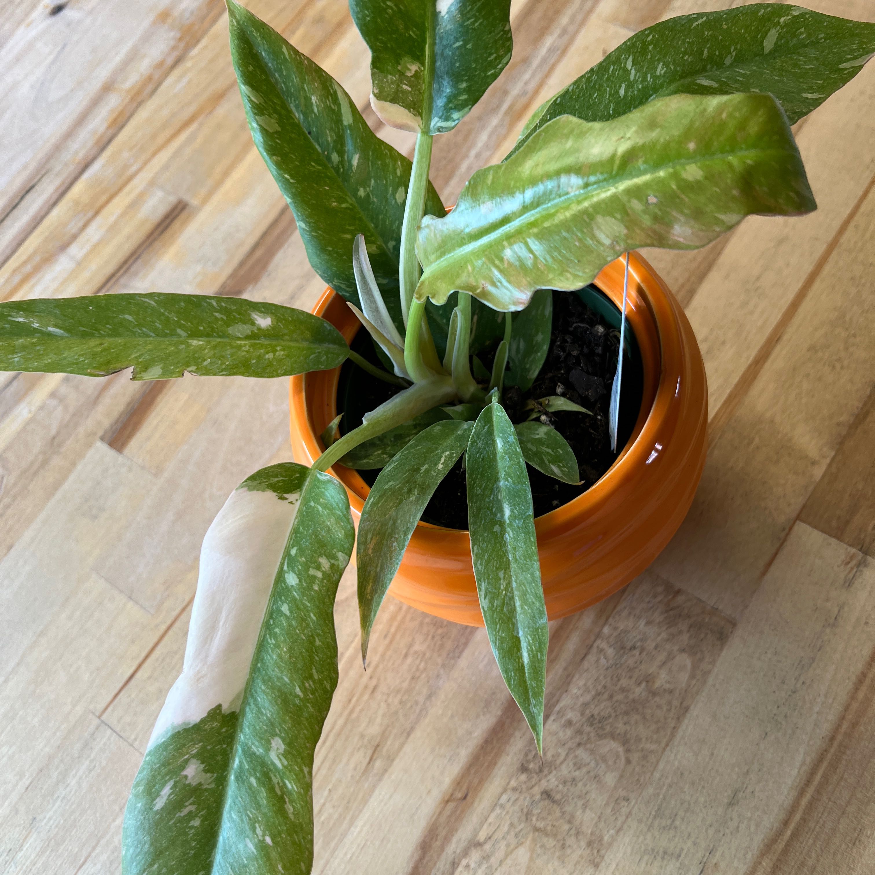 Philodendron 'Ring of Fire' plant in an orange pot with variegated leaves.
