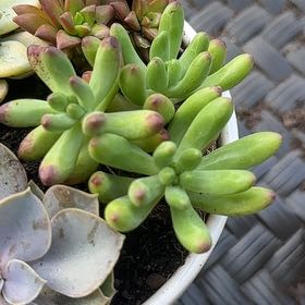 Photo of the plant species Sedum pachyphyllum 'Salsa' by @LovableLavender named Fernie Mercury on Greg, the plant care app