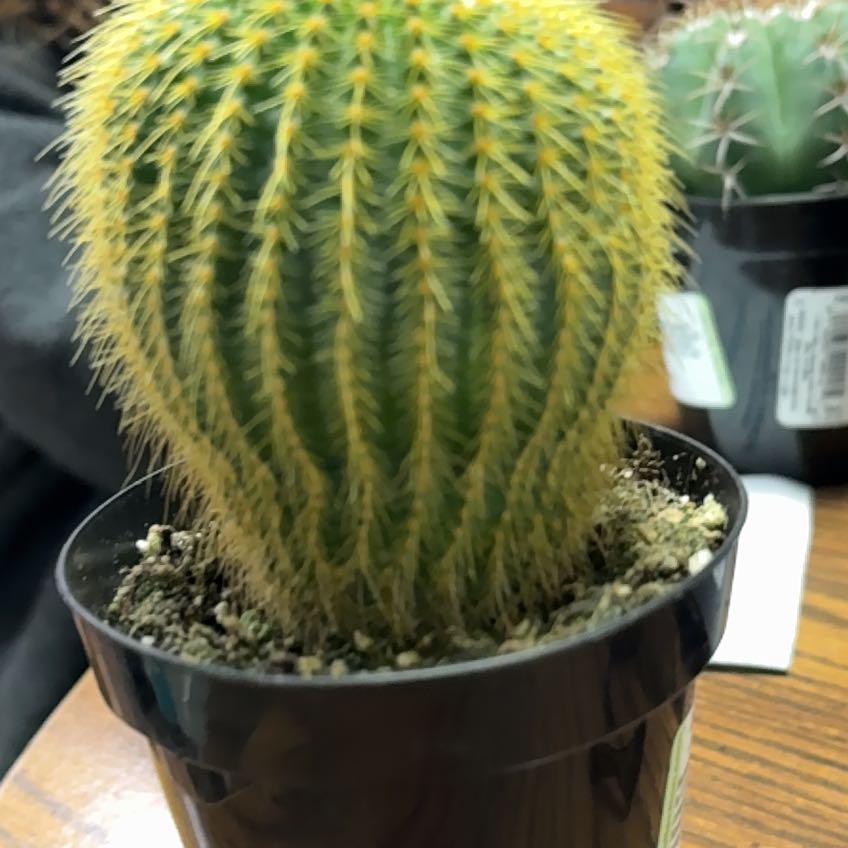 Photo of the plant species Golden Ball Cactus by @GoldTallverbena named Orlando Bloom on Greg, the plant care app
