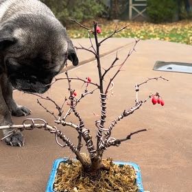Photo of the plant species Rose Glow Barberry by @MellowlyTawa named Fernie Mac on Greg, the plant care app