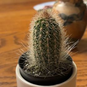 Photo of the plant species Assorted Thrixanthocereus by @SisterlyBlueech named Diana on Greg, the plant care app