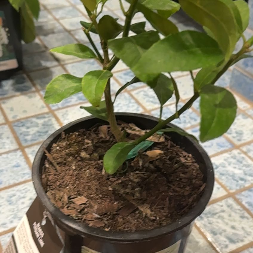 Photo of the plant species semi-dwarf lime tree by @RuggedCasimiroa named Winston on Greg, the plant care app