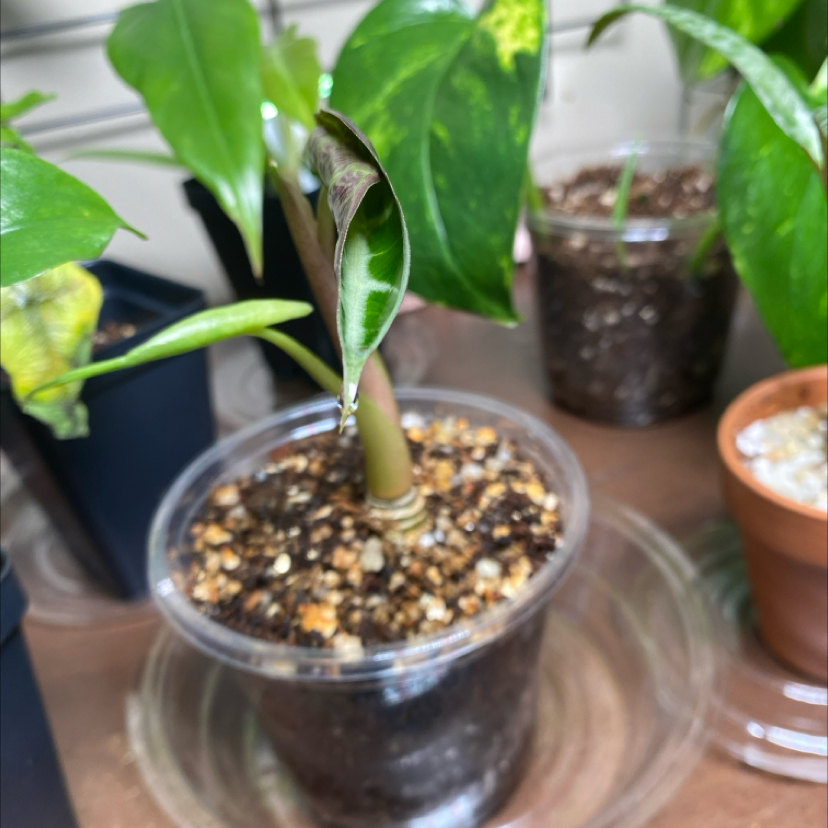 Photo of the plant species Amazonian Elephant's Ear by @ProPagodaflower named Willow on Greg, the plant care app