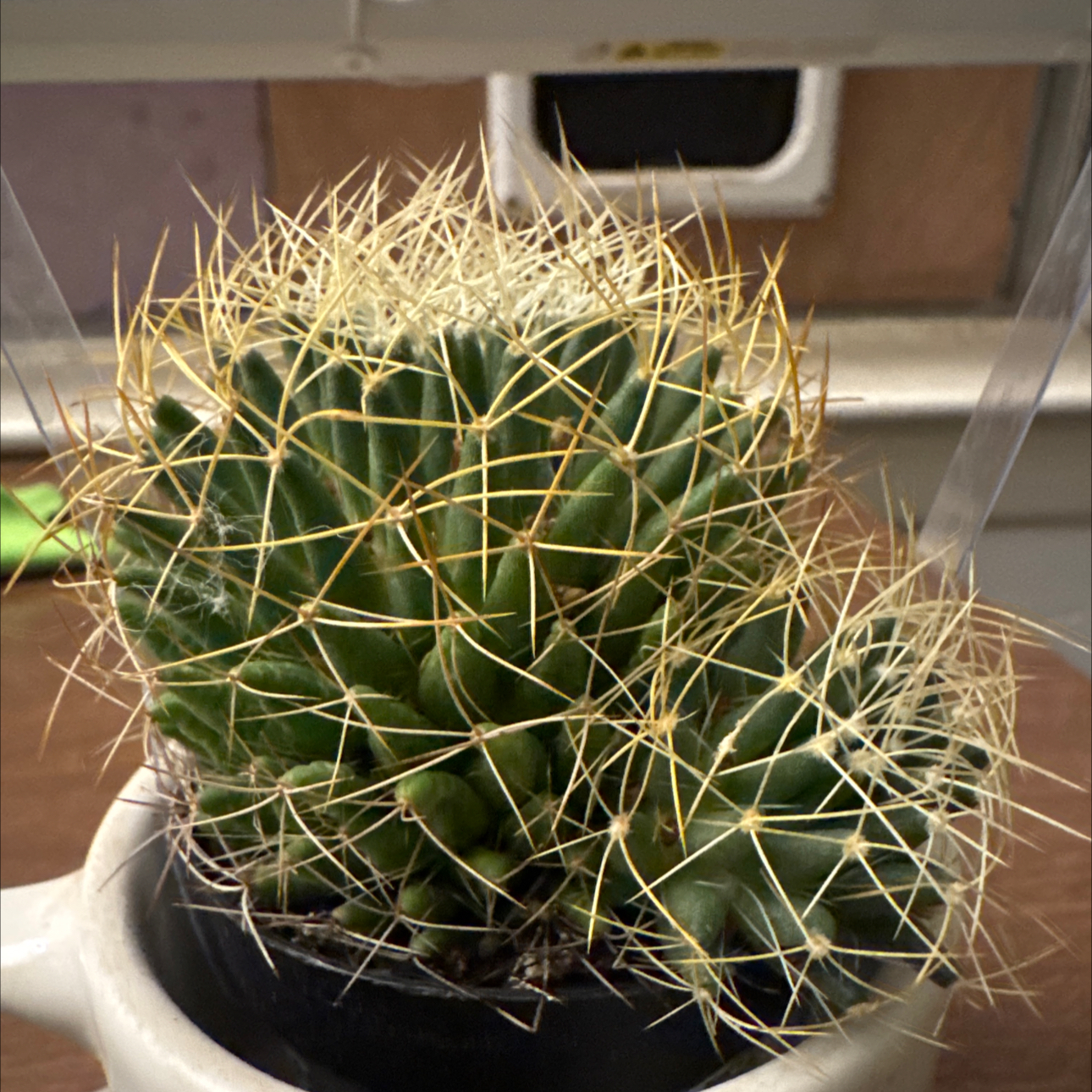 Photo of the plant species Bird's Nest Cactus by @SinewyCasimiroa named Brightbill on Greg, the plant care app