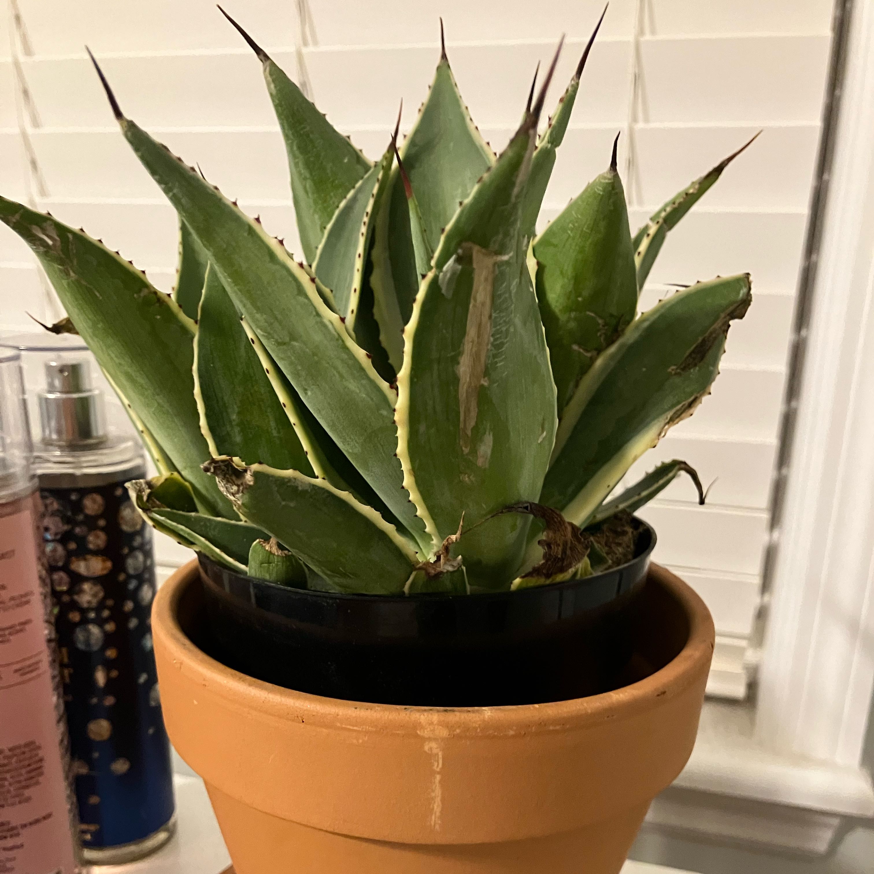 Photo of the plant species Agave mitis 'Multicolor' by @YeveMameysapote named Spike on Greg, the plant care app