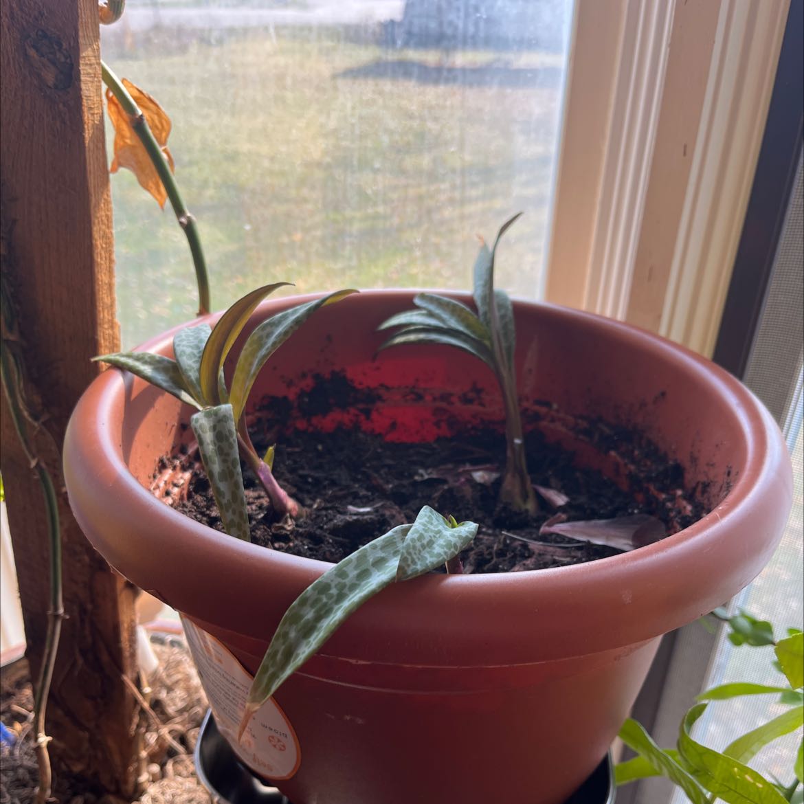 Potted Silver Squill plant near a window with some browning leaves.