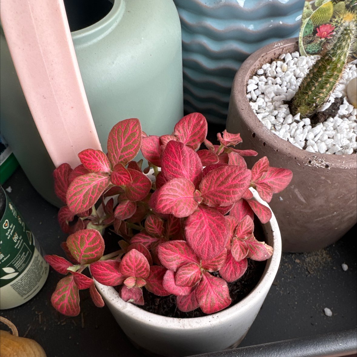 Photo of the plant species Fittonia 'Ruby Red' by @Alltheplants33 named Surya on Greg, the plant care app