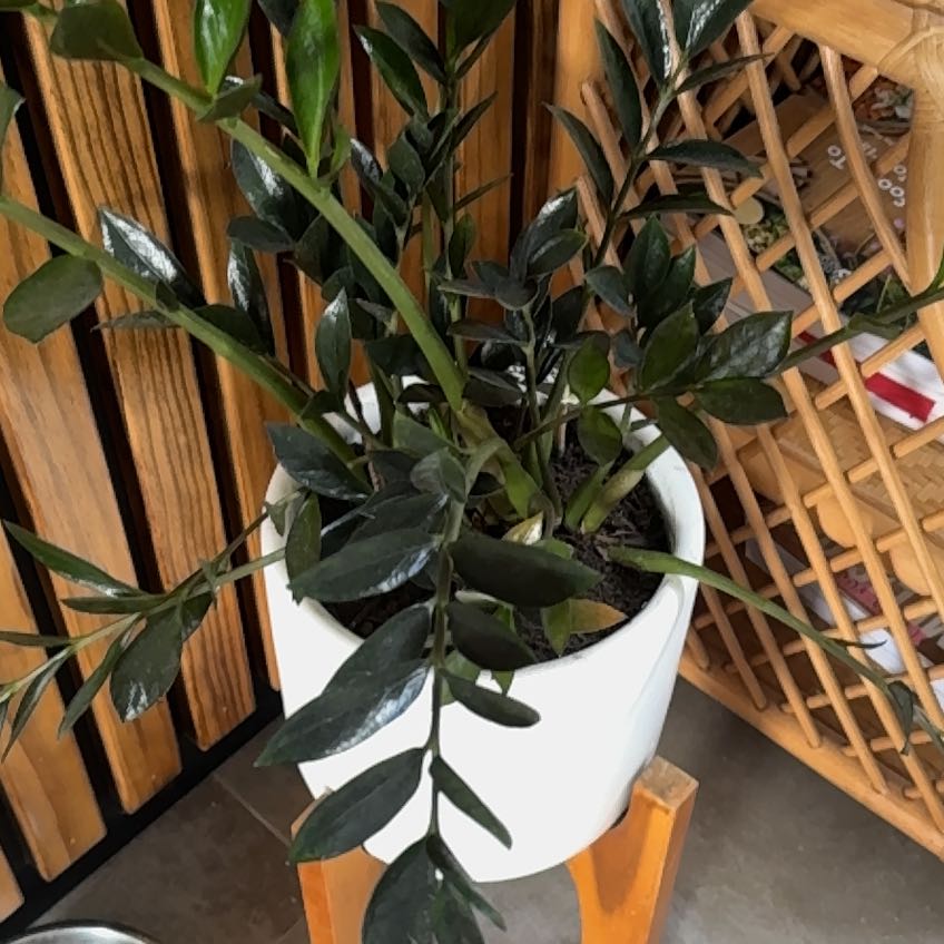 Photo of the plant species Dark Zamicro ZZ Plant by @Alltheplants33 named Sol on Greg, the plant care app
