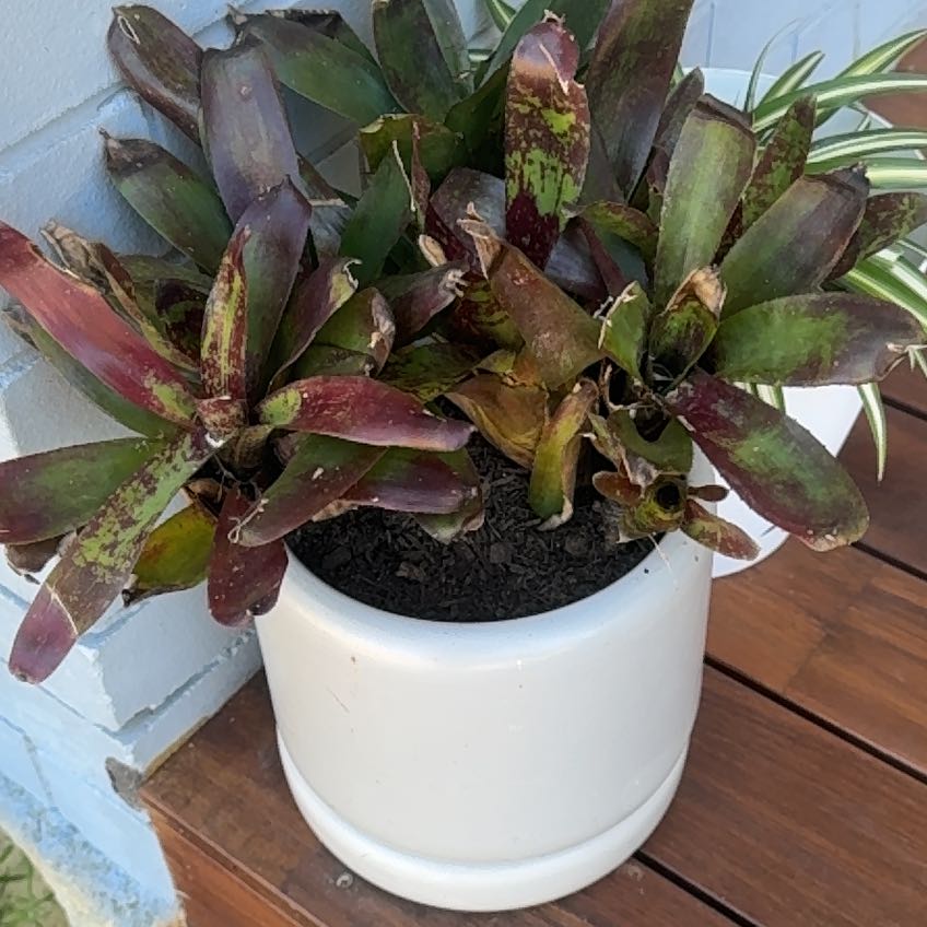 Photo of the plant species Bromeliad by @Alltheplants33 named Hamilton on Greg, the plant care app