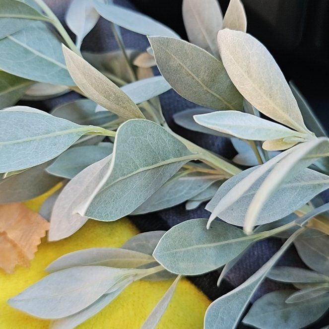 Photo of the plant species Button Mangrove by @TimelyGlasswort named Kendall on Greg, the plant care app