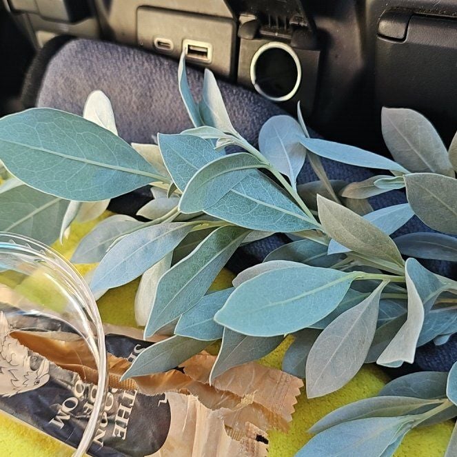 Photo of the plant species Button Mangrove by @TimelyGlasswort named Orwell on Greg, the plant care app