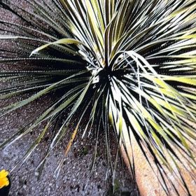 Photo of the plant species Desert Spoon by @FlyingFenorchid named Orlando Bloom on Greg, the plant care app