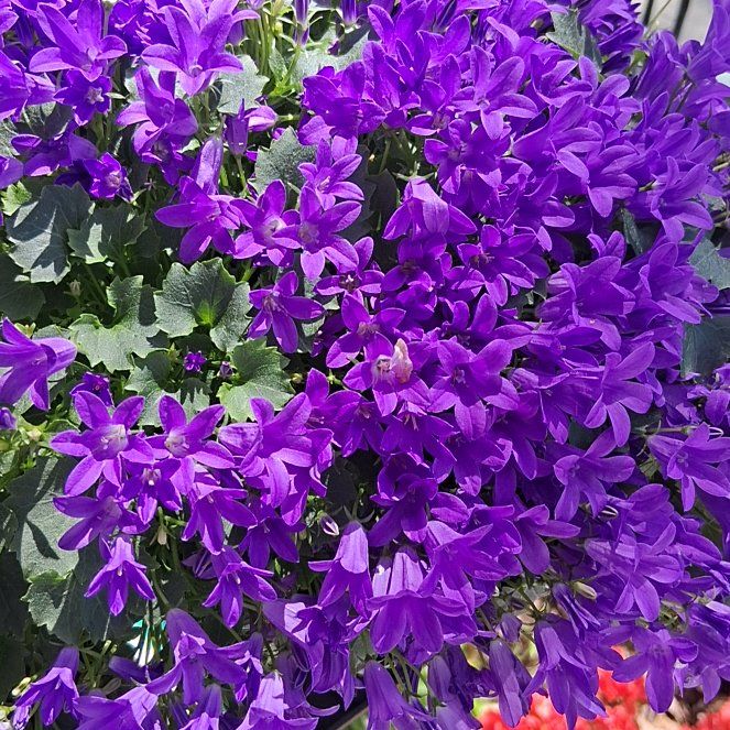 Photo of the plant species Serbian Bellflower by @MeekLeopardlily named Kobe on Greg, the plant care app