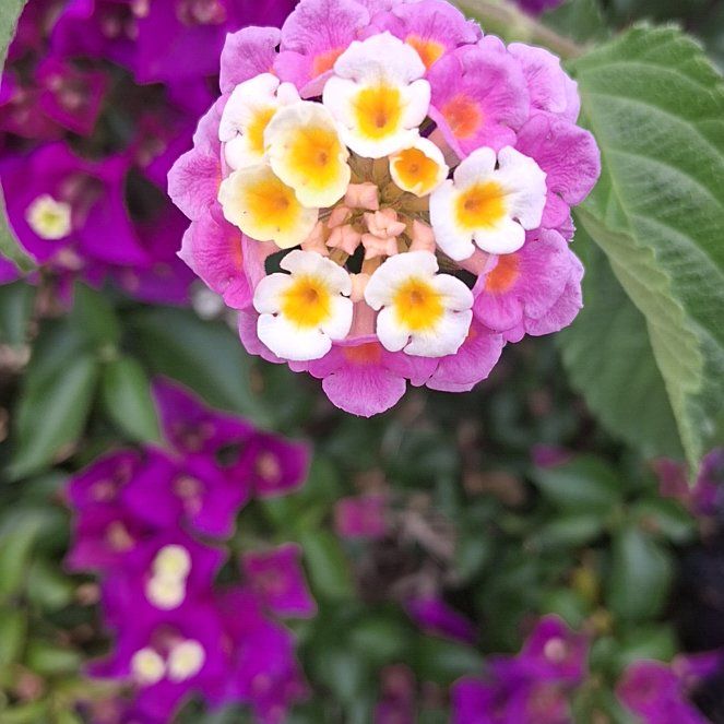 Photo of the plant species Yellow Sage by @MeekLeopardlily named Huckleberry Fern on Greg, the plant care app
