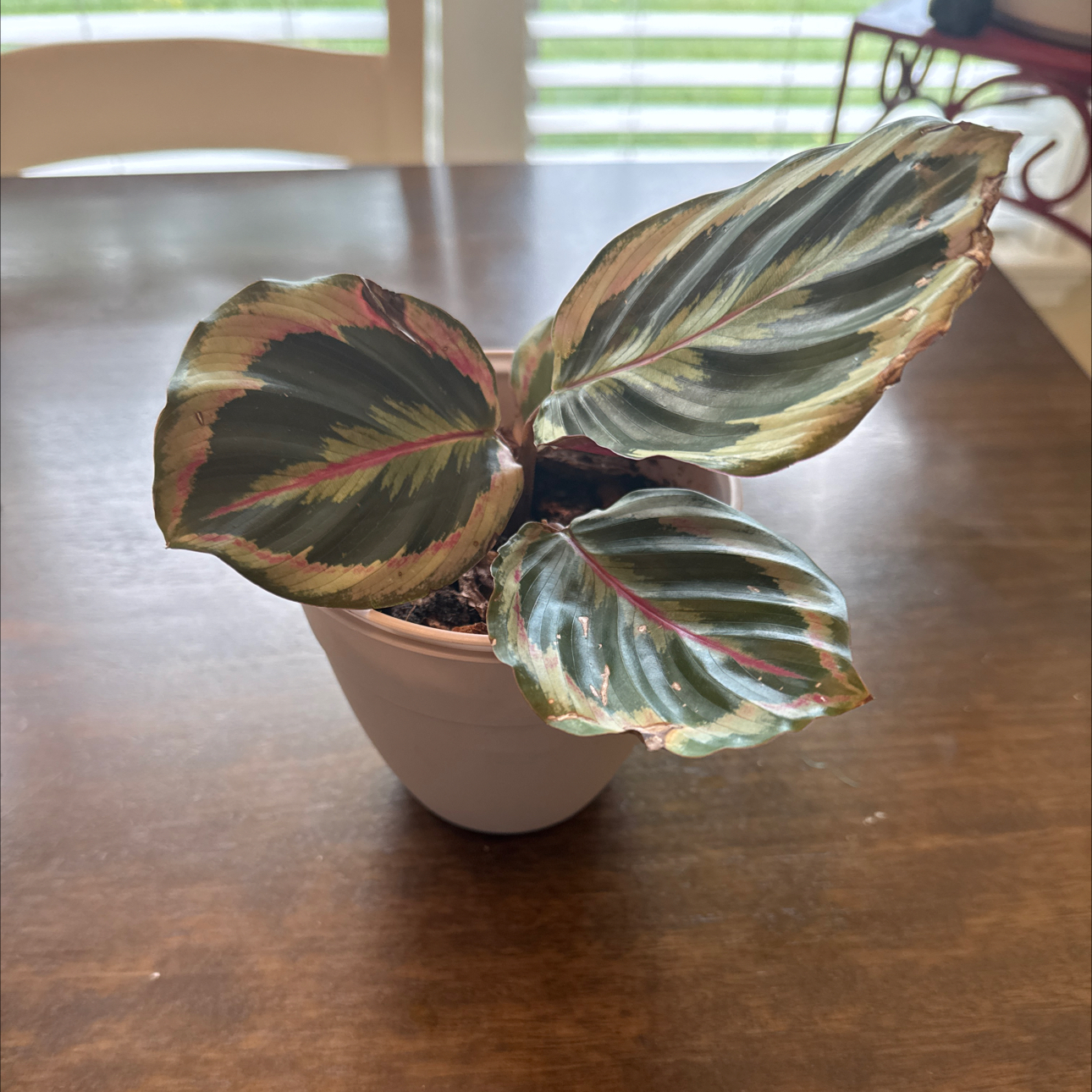 Photo of the plant species Prayer Plant by @MyPlantparadise named Mary Ann on Greg, the plant care app