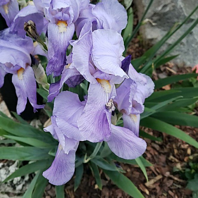 Photo of the plant species Dalmatian Iris by @SaluteWoreya64 named Winston on Greg, the plant care app