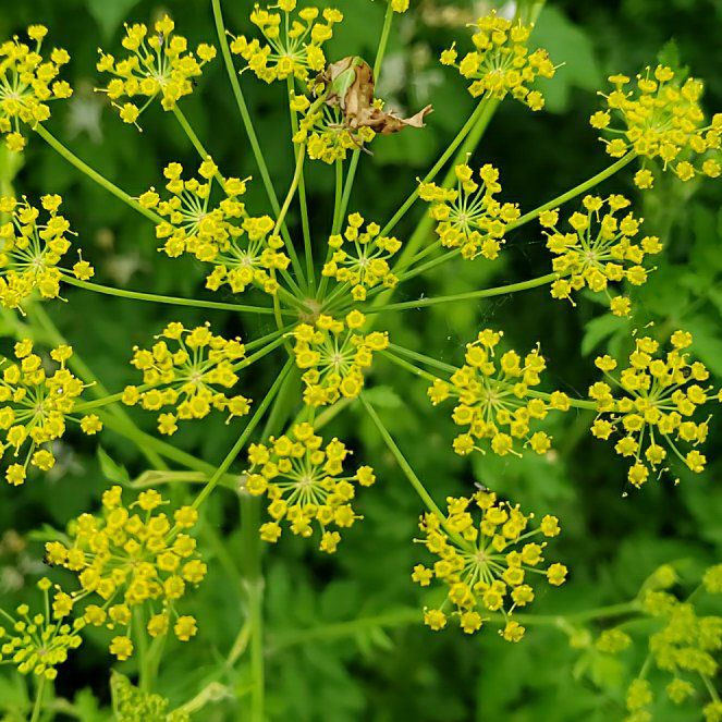 Photo of the plant species Wild Parsnip by @SaluteWoreya64 named Einstein on Greg, the plant care app
