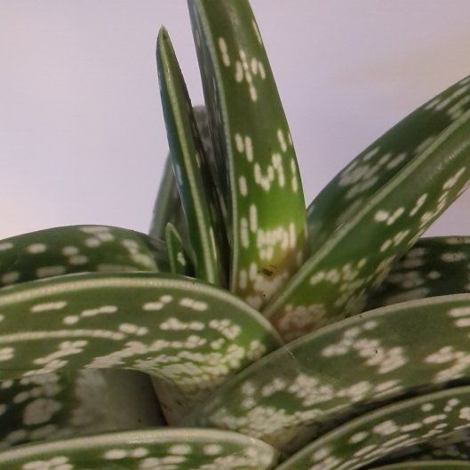 Photo of the plant species Lawyer's Tongue by @EmpoweredMango named Aloe on Greg, the plant care app