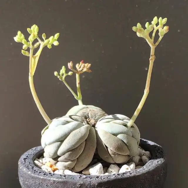 Photo of the plant species Crassula alstonii by @BossRedmambo33 named Harmony on Greg, the plant care app