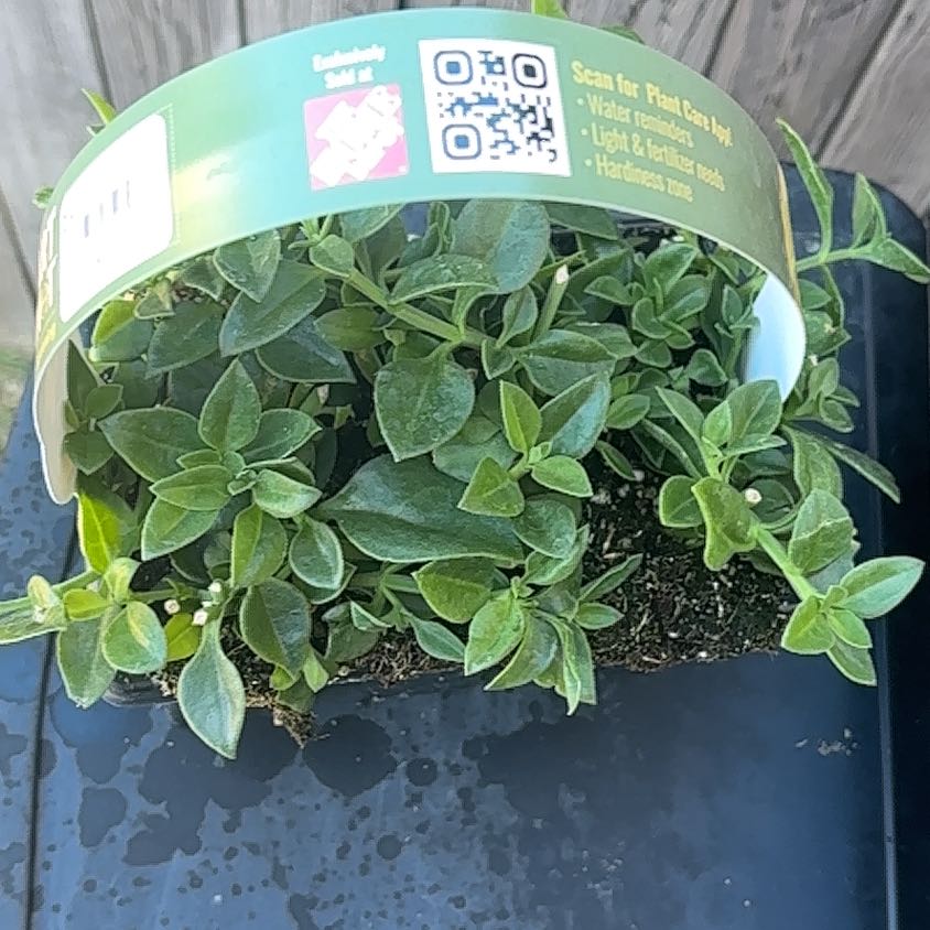 Photo of the plant species Apple by @ZarfBlueash96 named Mollie on Greg, the plant care app