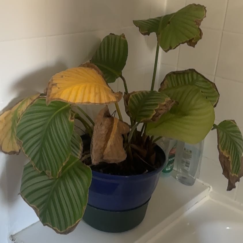 Photo of the plant species calathea by @WhizWaterpepper named Gregarious on Greg, the plant care app