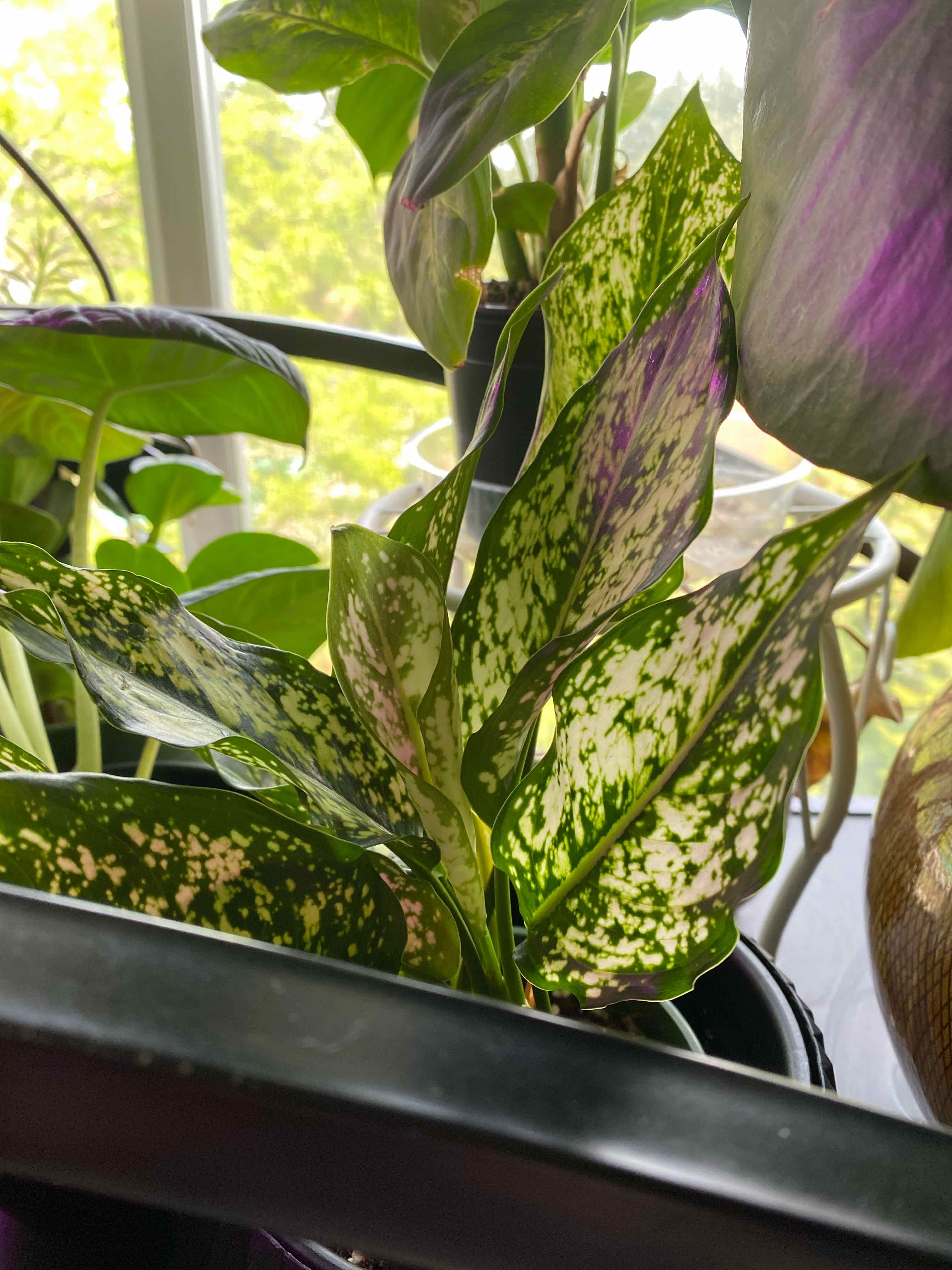 Aglaonema 'Spring Snow' plant with variegated leaves, indoors near a window.
