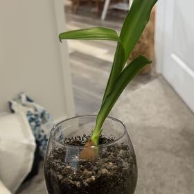 Photo of the plant species Giant Onion by @GivingBloodroot named Remington on Greg, the plant care app