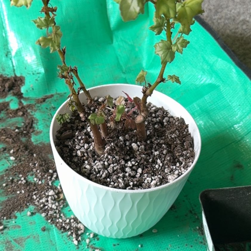 Photo of the plant species maple leaf begonia by @chelssplantss named Harmony on Greg, the plant care app