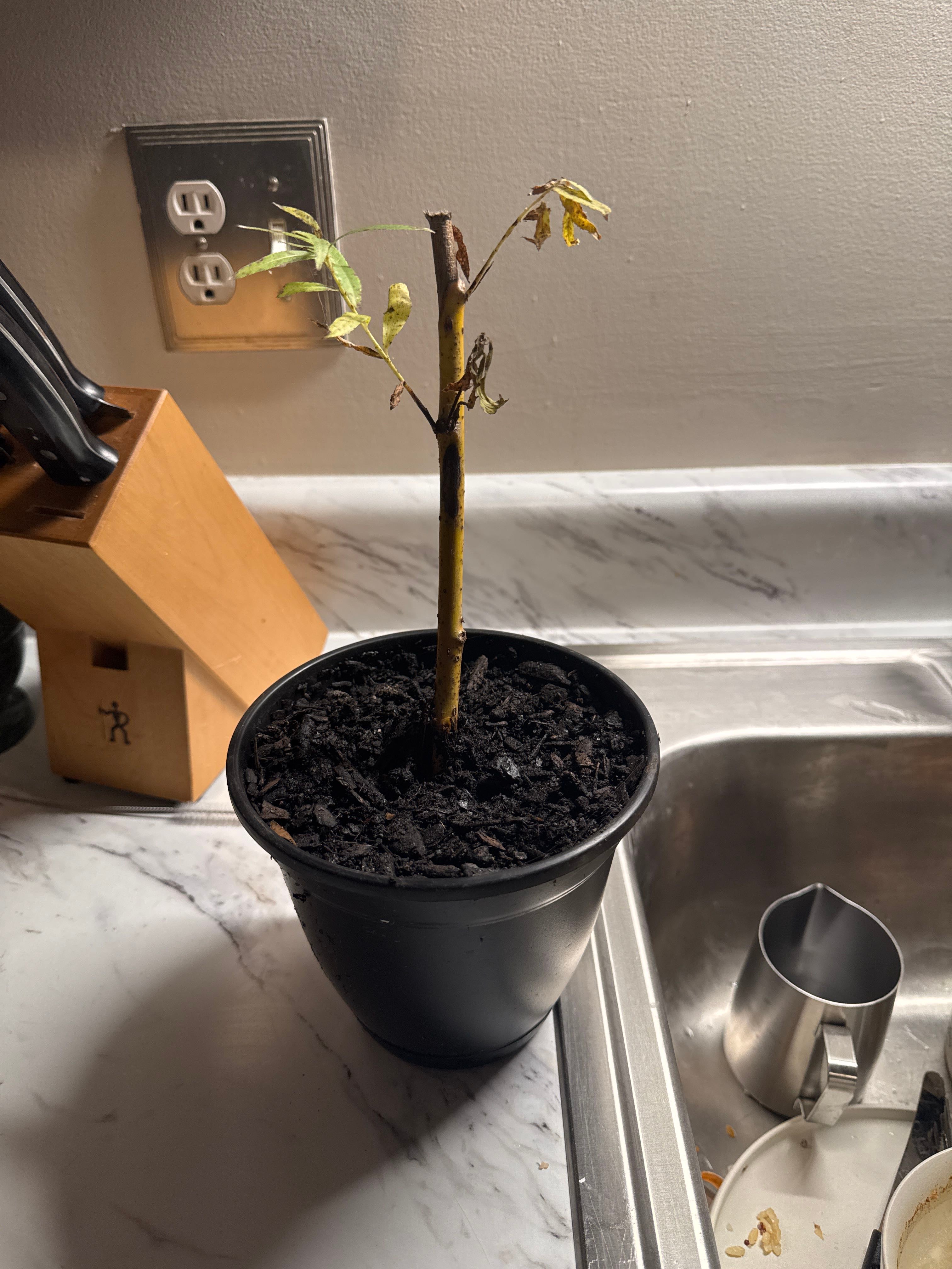 🔍 Ultimate Guide to Solving Dappled Willow Problems