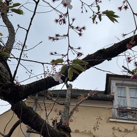 Photo of the plant species Crossvine by @HighestLychee80 named Harry on Greg, the plant care app