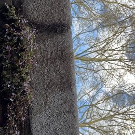 Photo of the plant species Kurrajong by @HighestLychee80 named Willow on Greg, the plant care app
