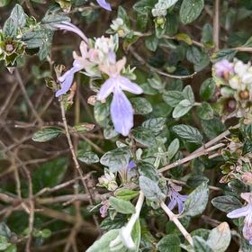 Photo of the plant species Tree Germander by @HighestLychee80 named Tolkien on Greg, the plant care app