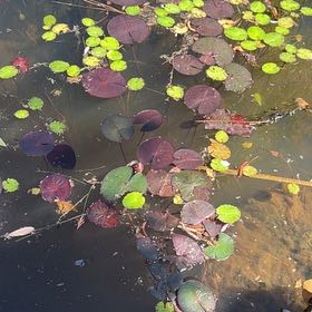 Photo of the plant species Fringed Water Lily by @HighestLychee80 named Lola on Greg, the plant care app