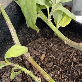 Photo of the plant species Longevity Spinach by @AngelicKawakawa named Sandy on Greg, the plant care app