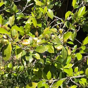 Photo of the plant species Strawberry Guava by @GutsySeadragon named Anne on Greg, the plant care app