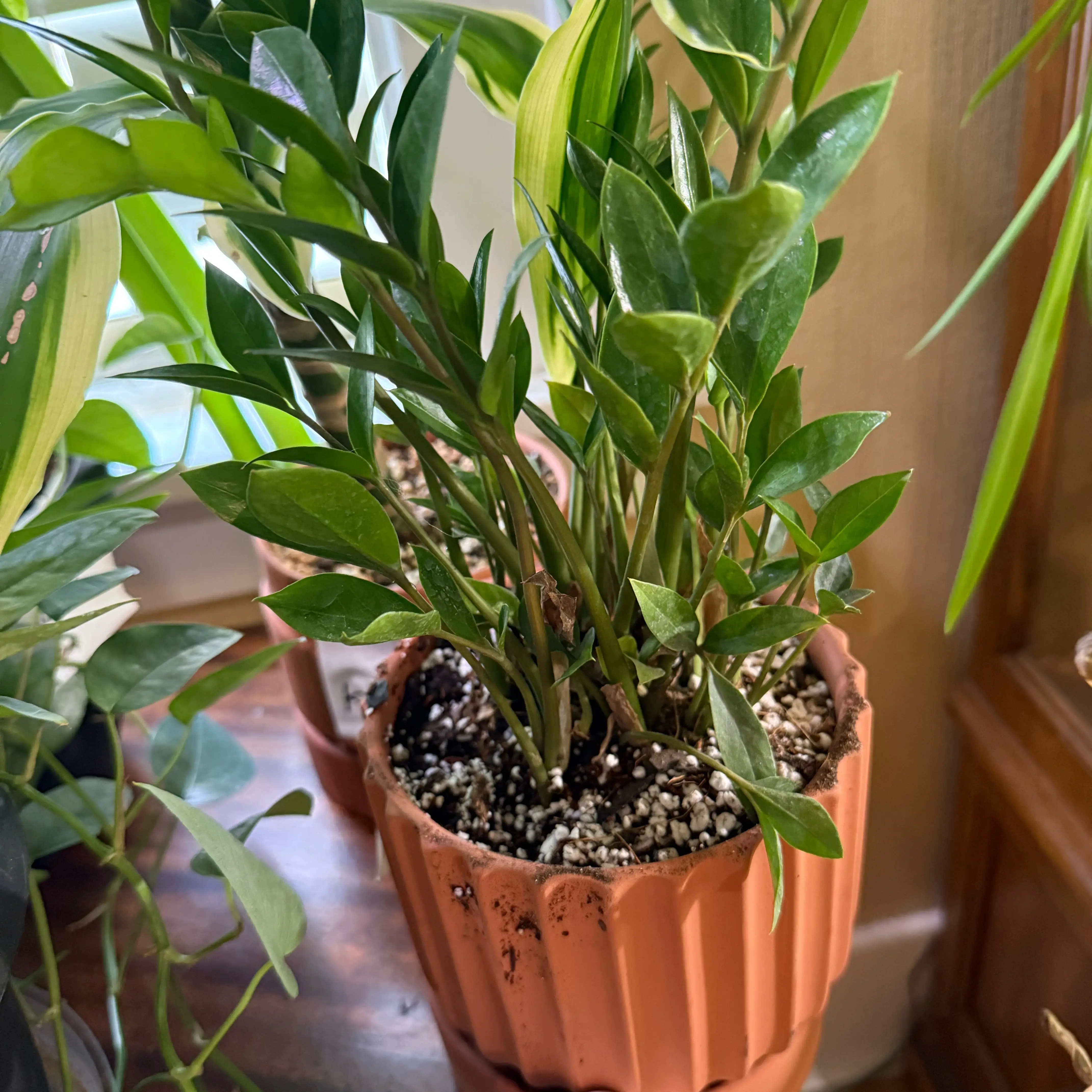 Photo of the plant species Zamicro ZZ Plant by @Dnomyar named KKK. on Greg, the plant care app