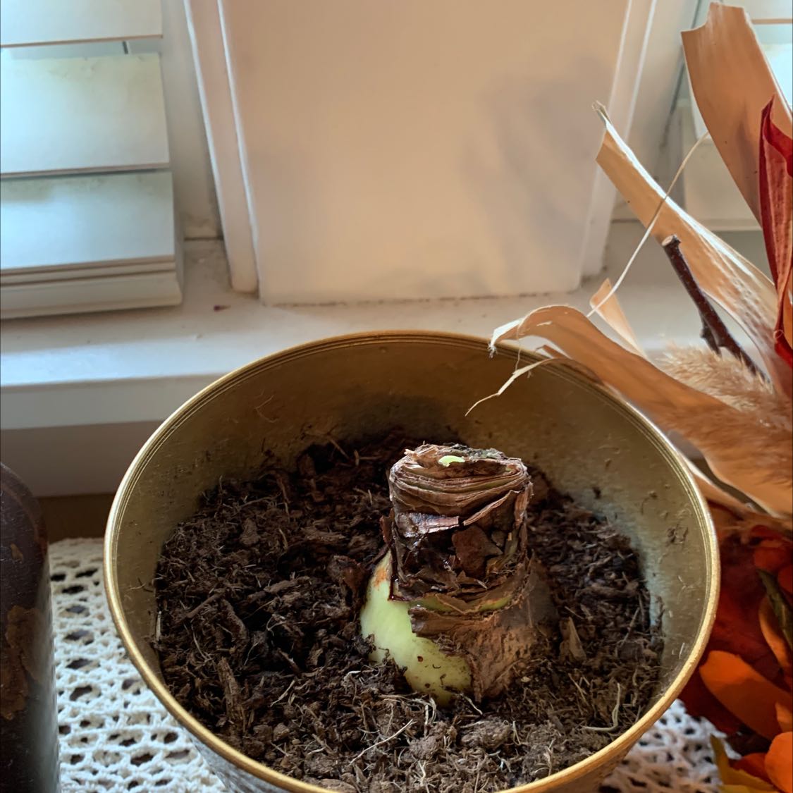 Potted Hippeastrum 'Red Lion' bulb in a dormant state with dry soil and dried leaves.