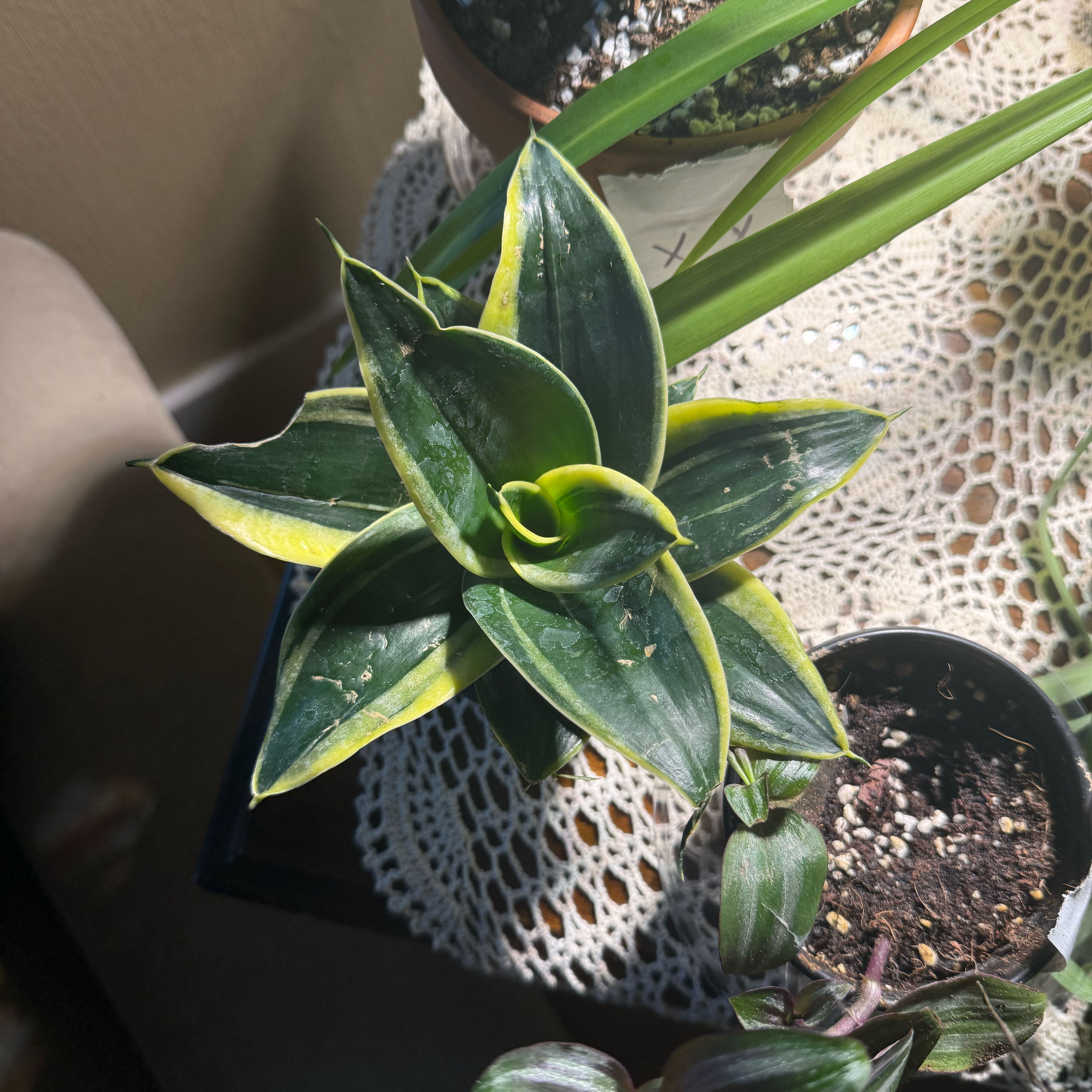 Photo of the plant species sanseviera trifasciata 'golden hahnii' by @Dnomyar named VVV. Sanseviera trifasciata Jade pagoda on Greg, the plant care app